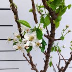 Mini hruška nízkokmenná (Pyrus communis) ´GARDEN PEARL´® - jesenná, výška 100-120 cm, obvod kmeňa: 6/8 cm, kont. C10L